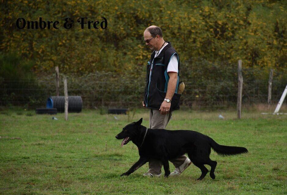 Suite en laisse ombre