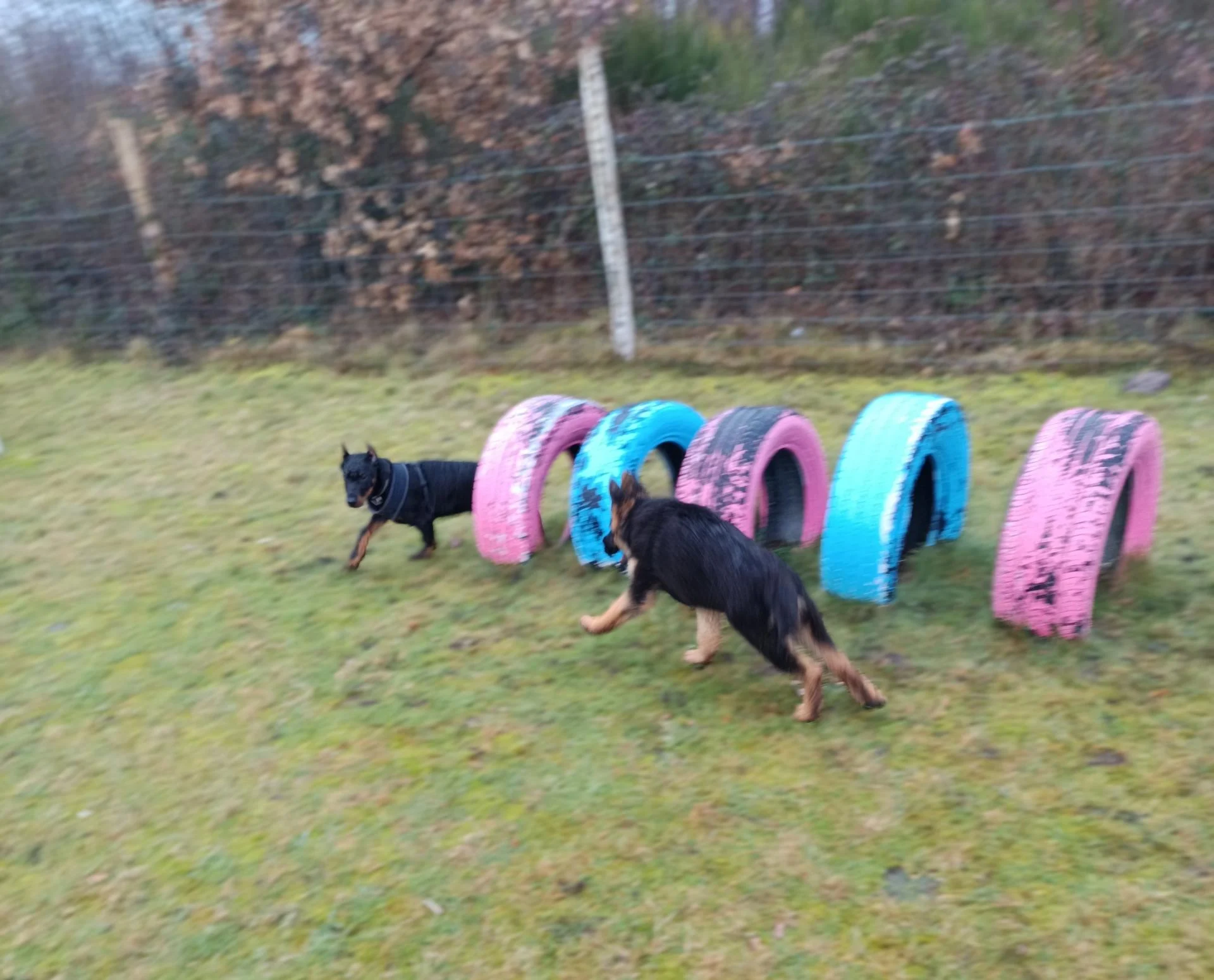 École du chiot-Thorée Les Pins Pins -Sarthe