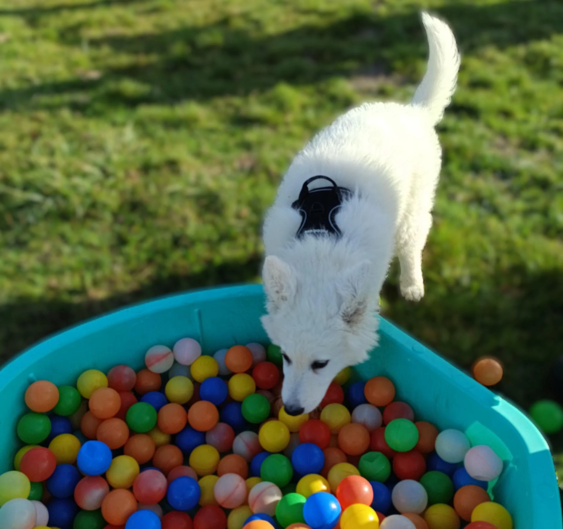 Ecole du chiot Sarthe 72