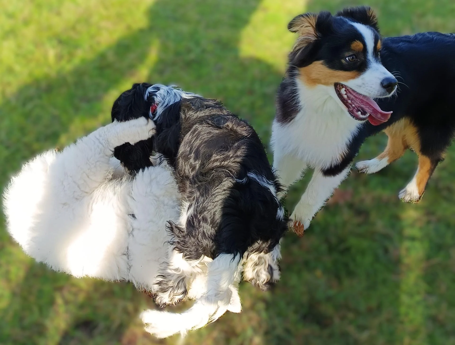 Chiot Thorée Les Pins 72800